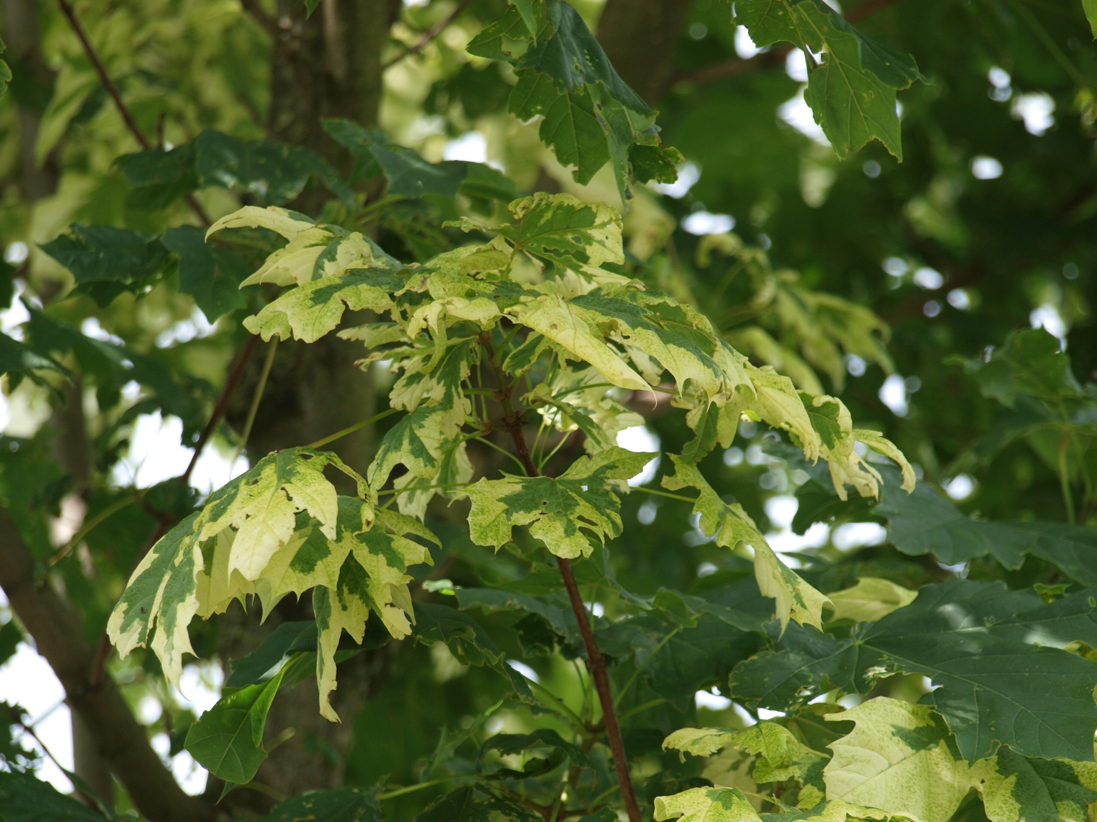 Acer platanoides Drummondii